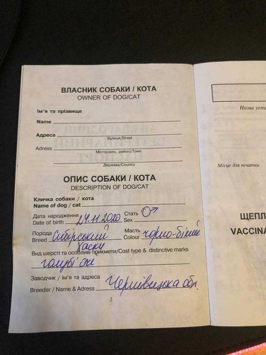 Чистокровний хаскі на злучку