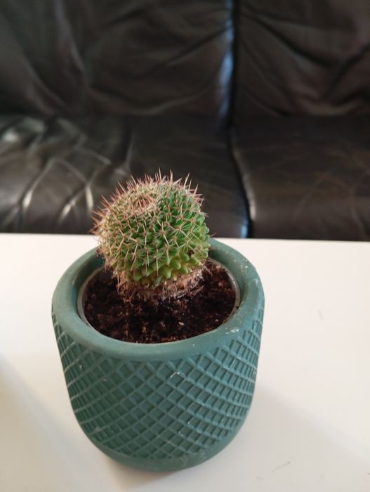 Mini plantas com vaso cerâmica