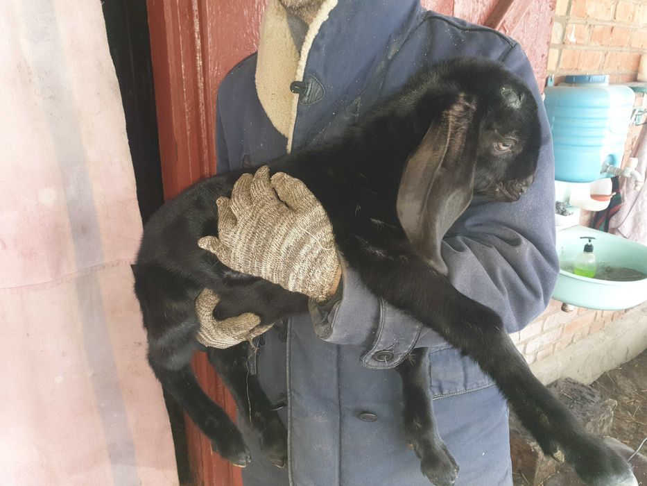 АН козлик 97,5 %  обезрожений крупний від високоудойной лінії ! обмін