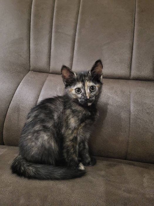 Маленькие котята
