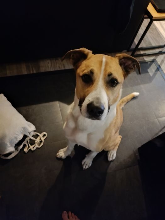 Oddam psiaka w dobre ręce