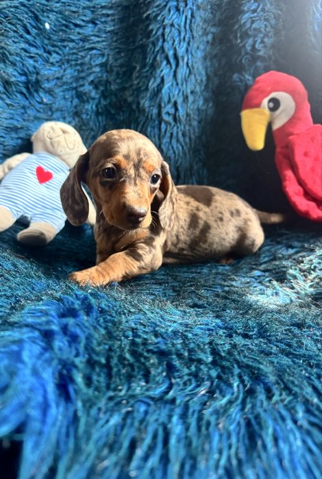 Jamnik merle czekoladowy szczeniak