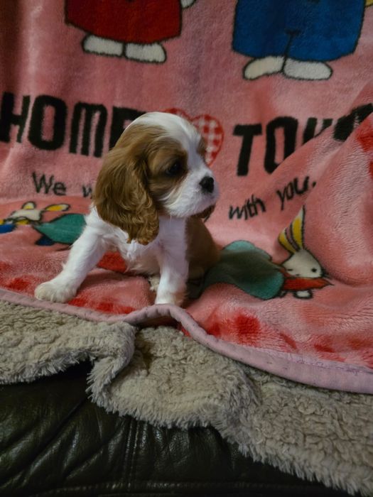 Cavalier King Charles Spaniel / suni