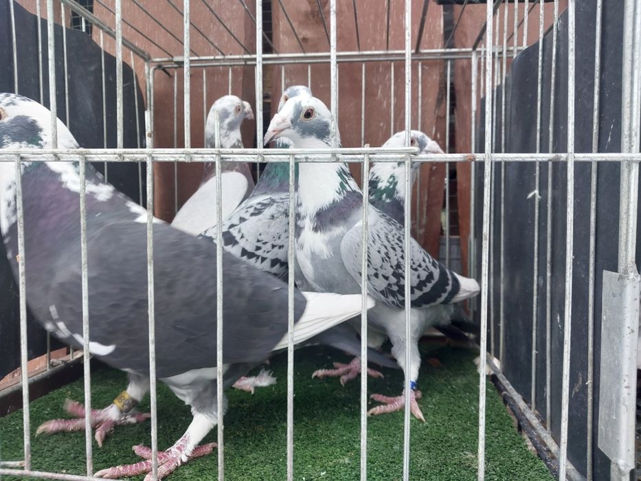 Gołębie staropolskie