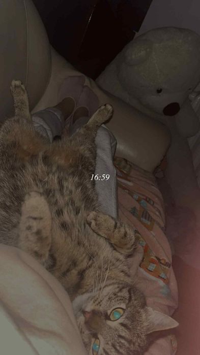 Dwa tulaśne kotki szukają domu