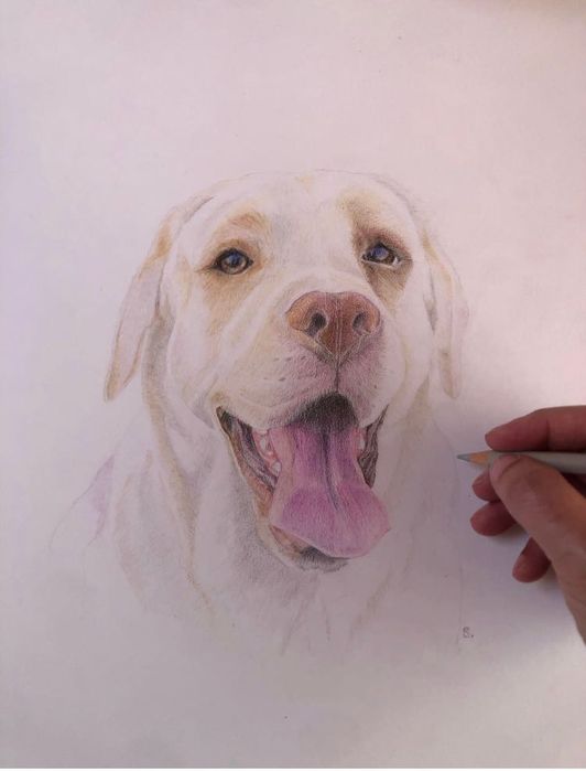 Pet portrait / retrato animal