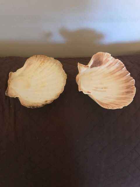 Shells - Scallops423492759323955203