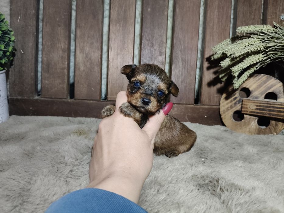 Yorkshire Terrier machinho gold