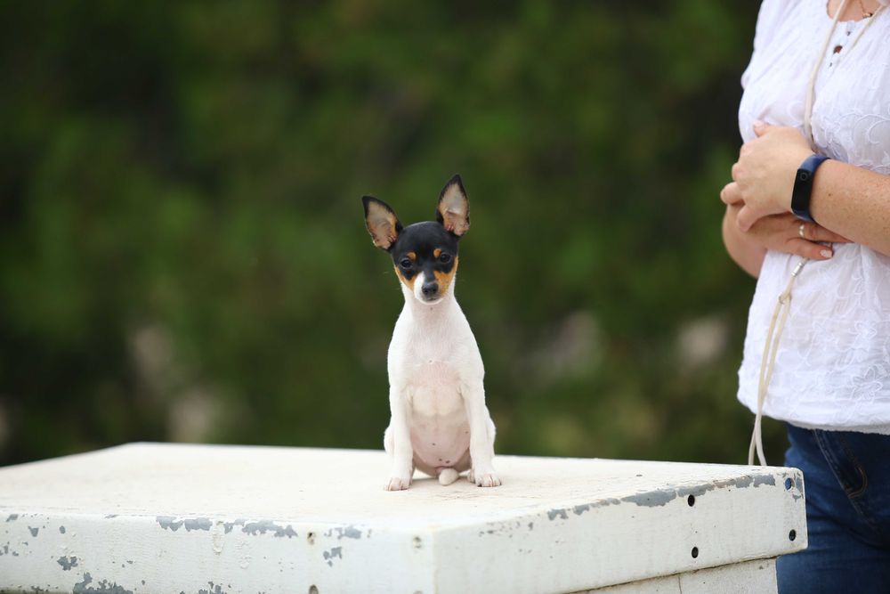 Американський той-фокстер'єр. Цуценята.