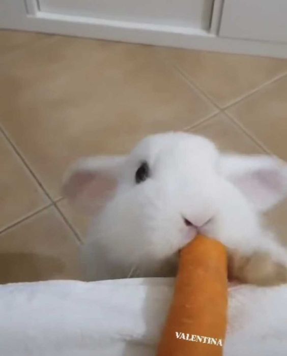 Animais de Estimação
