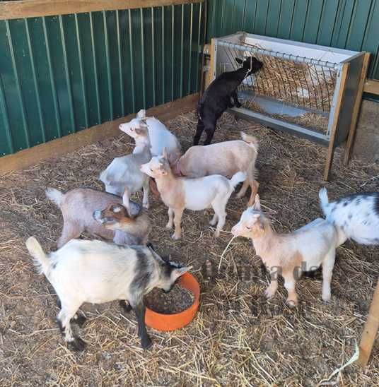 Cabras Anãs / Cabras Micro Anãs