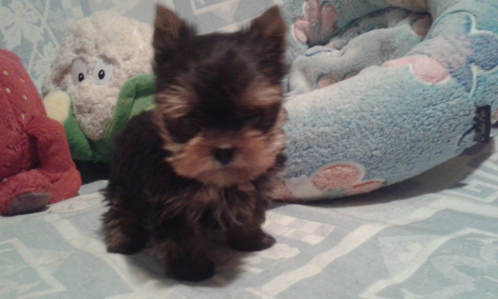 Yorkshire terrier - mini piesek
