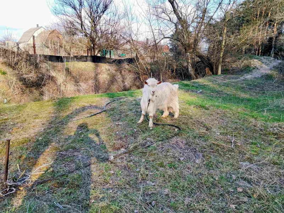 Продам козлят и коз