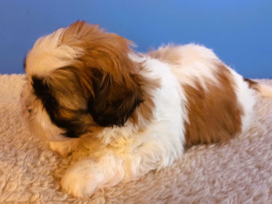 shih tzu piesek biało-złoty