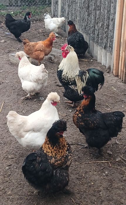 Інкубаційне яйце чубатих курей