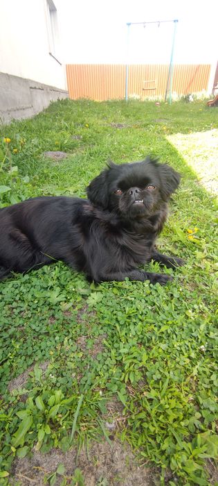 В'язка пекінес дівчинка