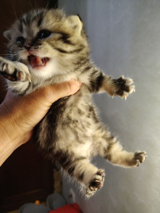 Шотландські кошенята
