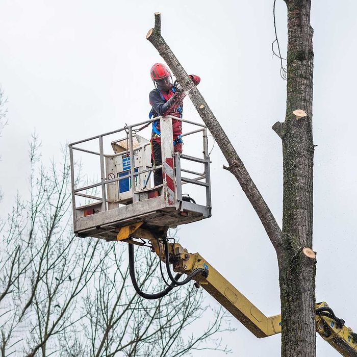 Wycinka pielęgnacja drzew, wycinanie, przycinanie, czyszczenie działek