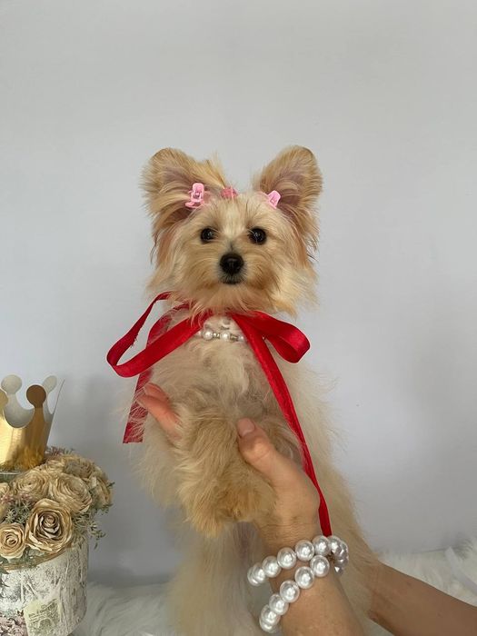 Помапу – краса, ніжність і любов в одному