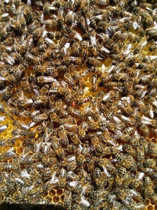 Бджолопакети. Карпатка. Карніка