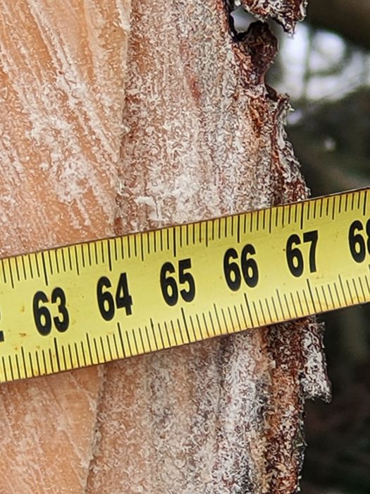 Стовбур кругляка  ялини діаметр 66 см