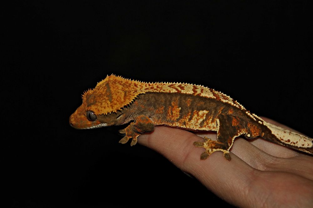 Gekon orzęsiony Tri colour