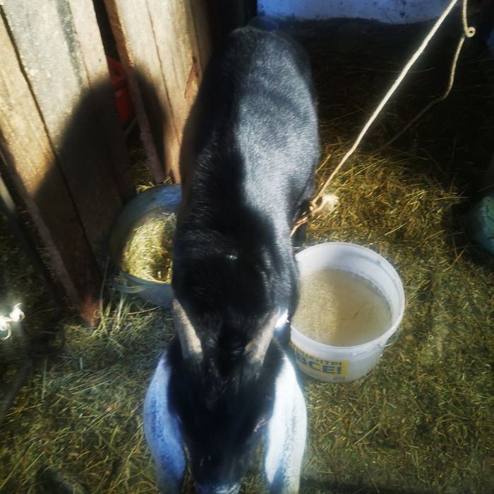 Продам 2  англо-нубийских коз