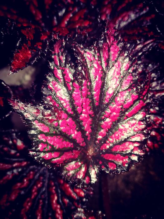 Begonia NoID Red Spider Black Web potwór TOTALNY UNIKAT Monstera