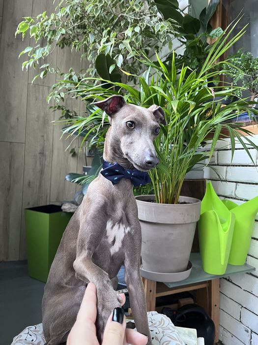 Вязка Левреткi (італійського грейхаунда)