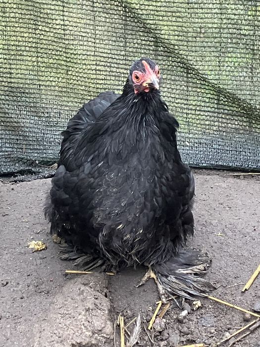 Kury ozdobne kochin miniaturowy