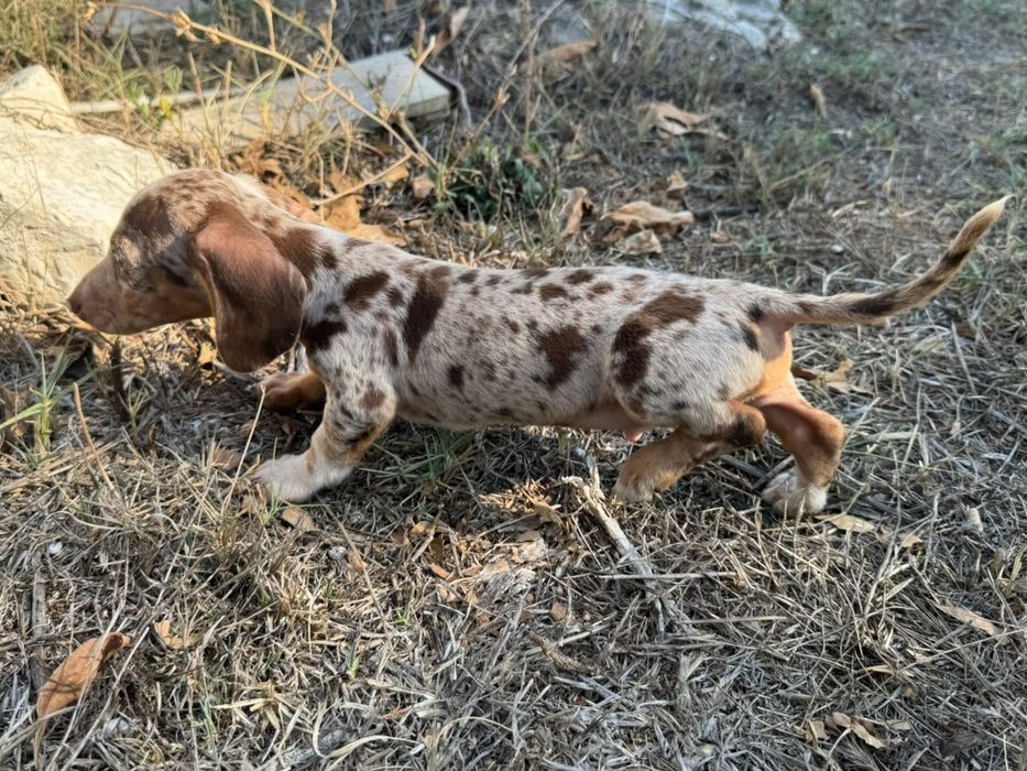 Teckel Miniatura  Piebald/Arlequim Isabela