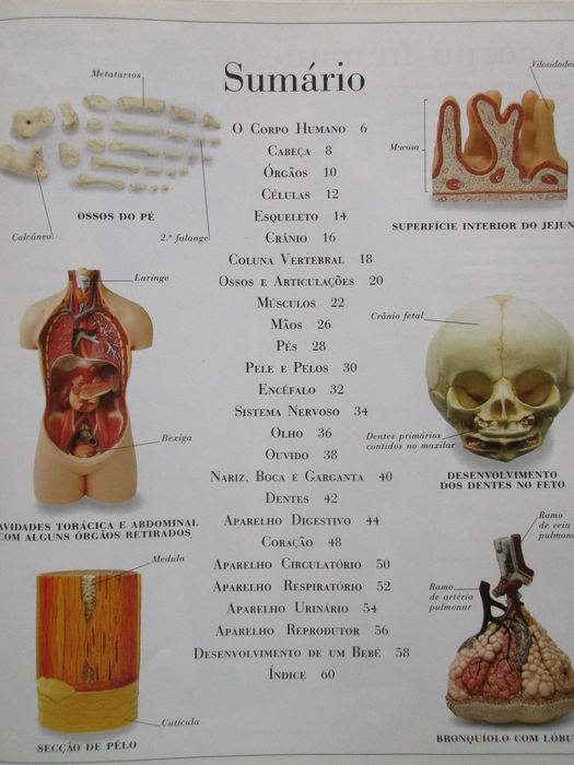 O Corpo Humano e Outras Grandes Máquinas - - - - - Enciclopédia