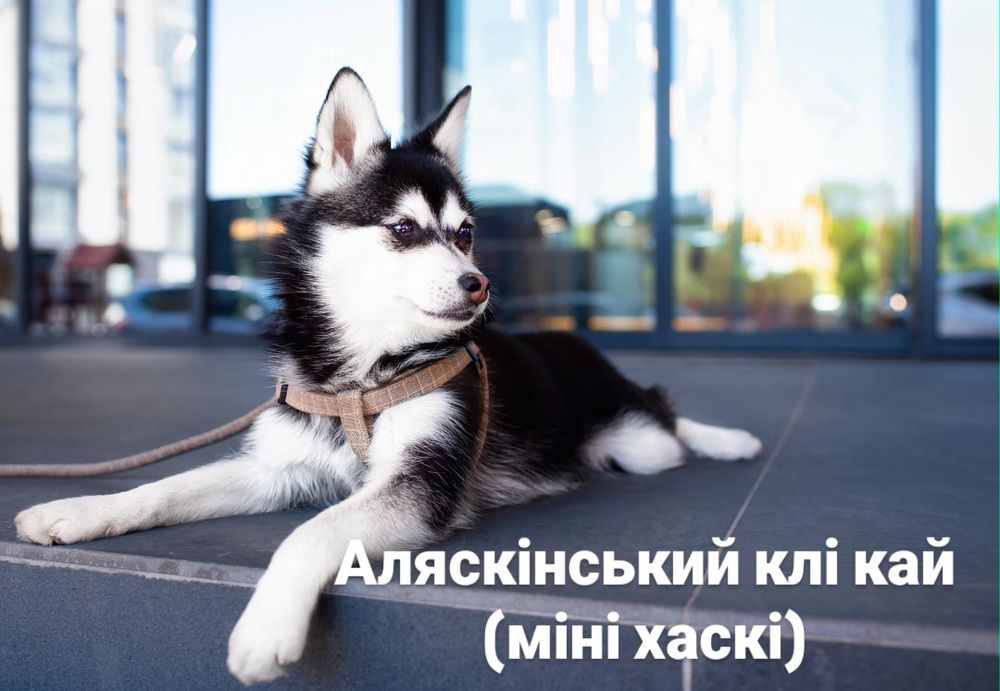 Аляскінський клі кай(міні хаскі)Єдині в Україні!ТЕРМІНОВО!