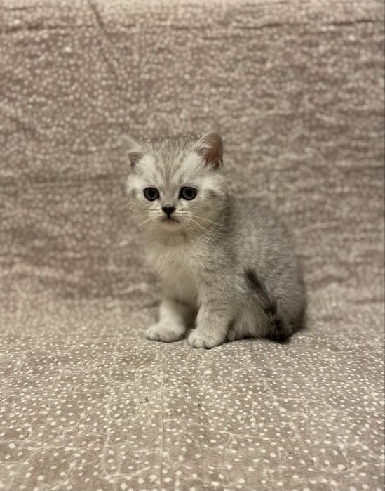 Британська шиншила
