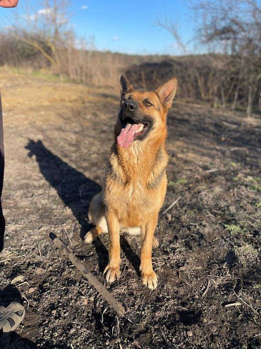 Пропоную на бронь цуценят Німецької вівчарки