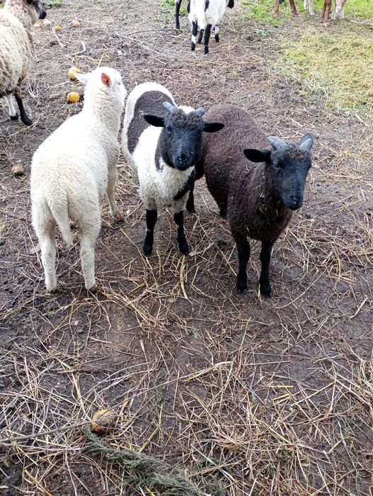 Borregos.              .