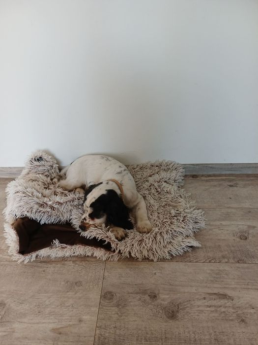 Pies rasy Cocker Spaniel