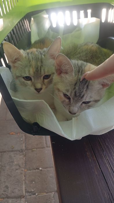 Отдам котят,две девочки