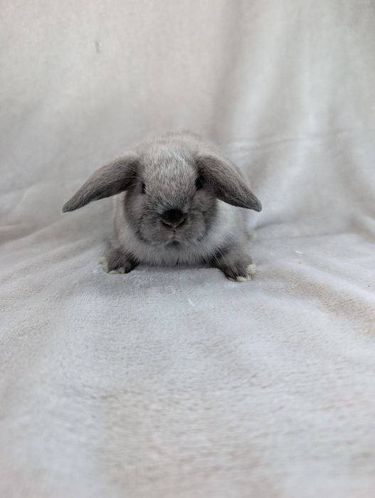 Mini lop, baranek miniaturka, metryka