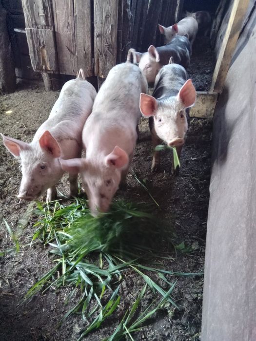 Продам поросят,мясного напрямку