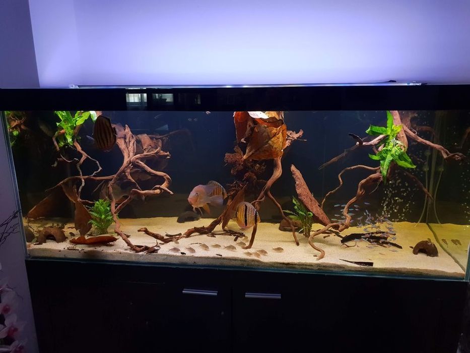 Aquario 150×50×60