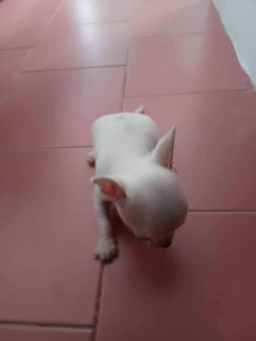 Animais lindissimos