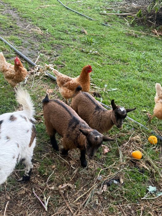 Cabras anãs muito meigas para venda