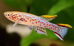 GB Proporczykowiec Gardnera