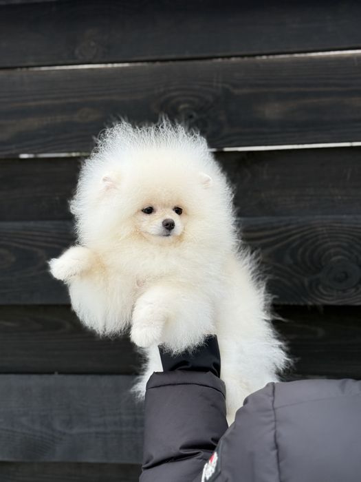 хлопчмк померанського шпіца