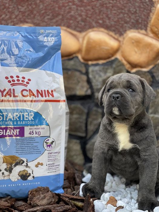 Маленькі кумочки щастя-Cane corso Italiano