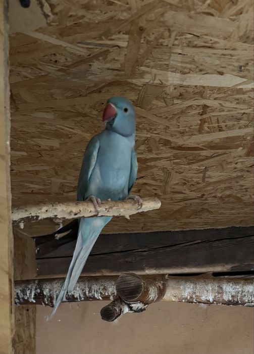 papuga aleksandretta obrożna samica