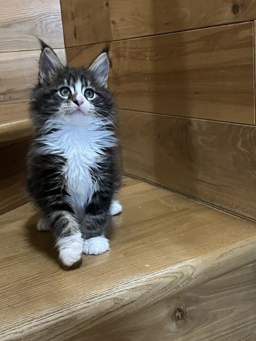 Мейн Куни Красуні та Красені