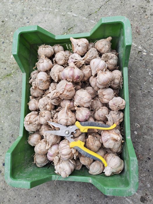 Czosnek ozimy Harnaś 2kg