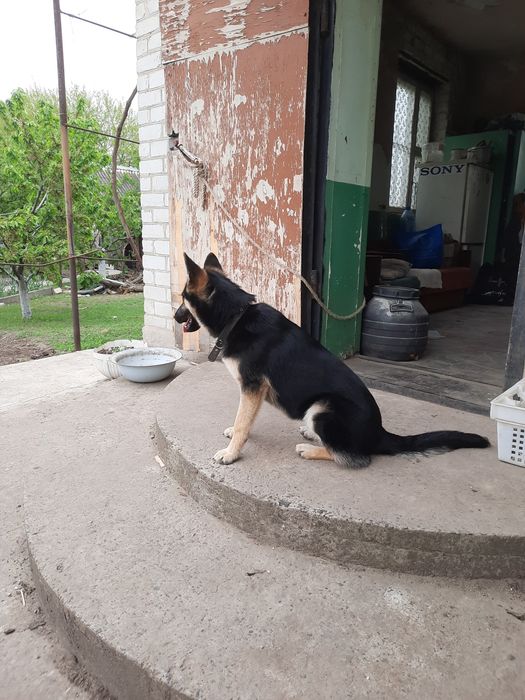 Отдам бесплатно немецкую овчарку
